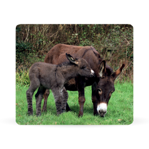 donkey sanctuary placemat Thumbnail