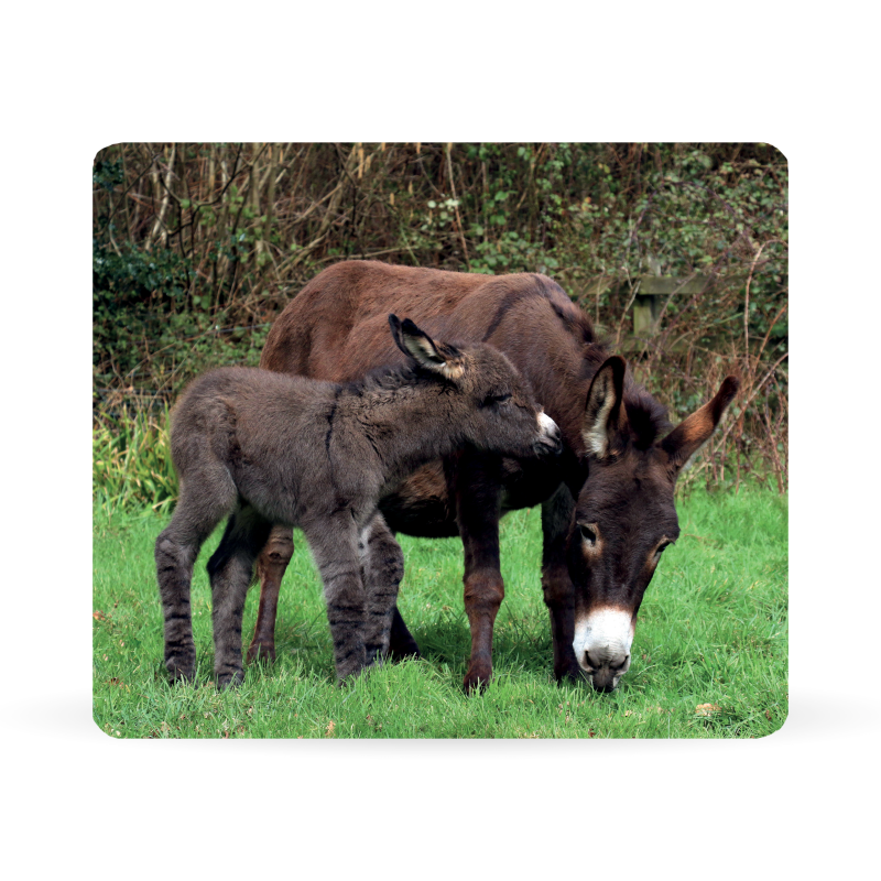 donkey sanctuary placemat