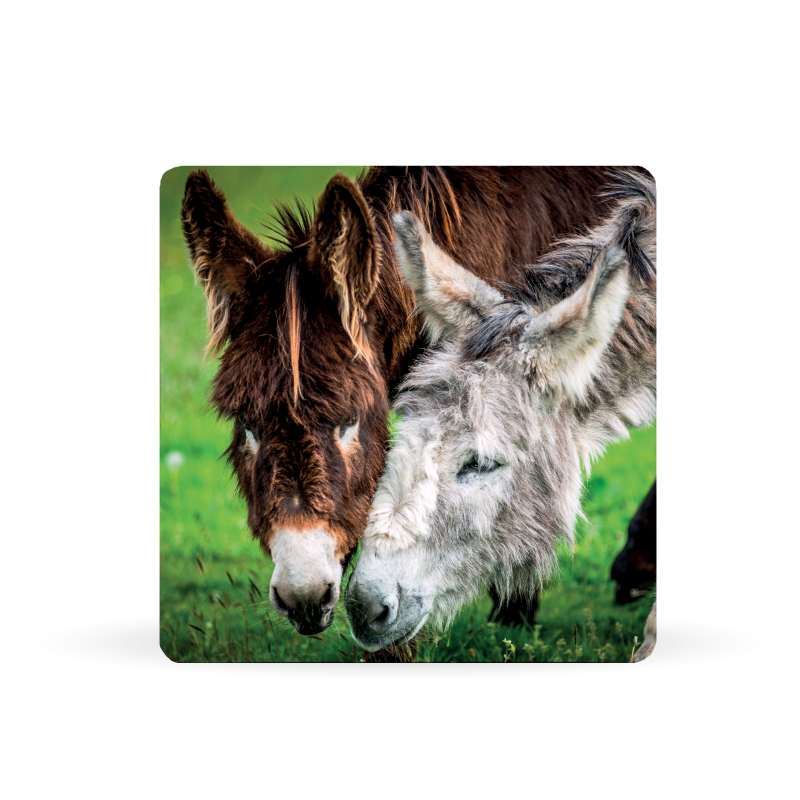 square coaster donkey sanctuary