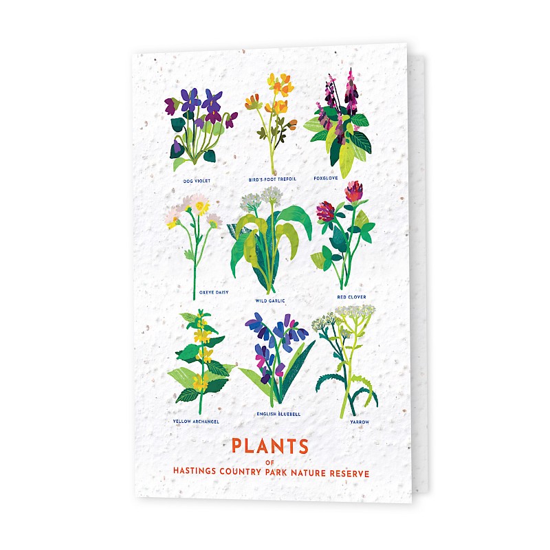 Seed Greeting Cards