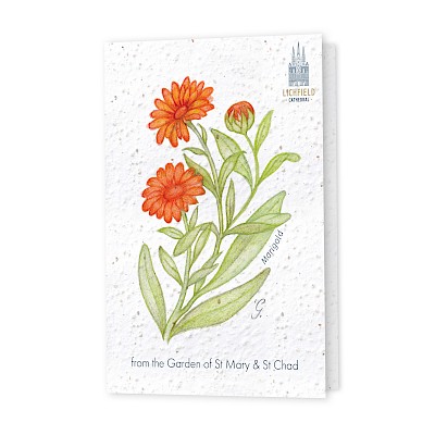 seed-greeting-cards
