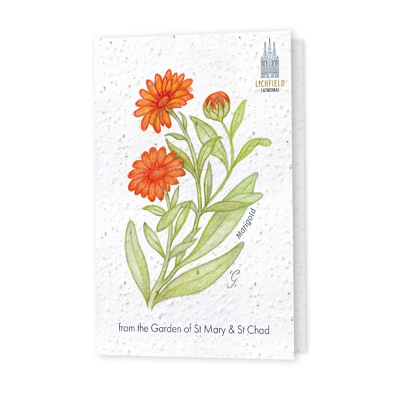 Seed Greeting Cards